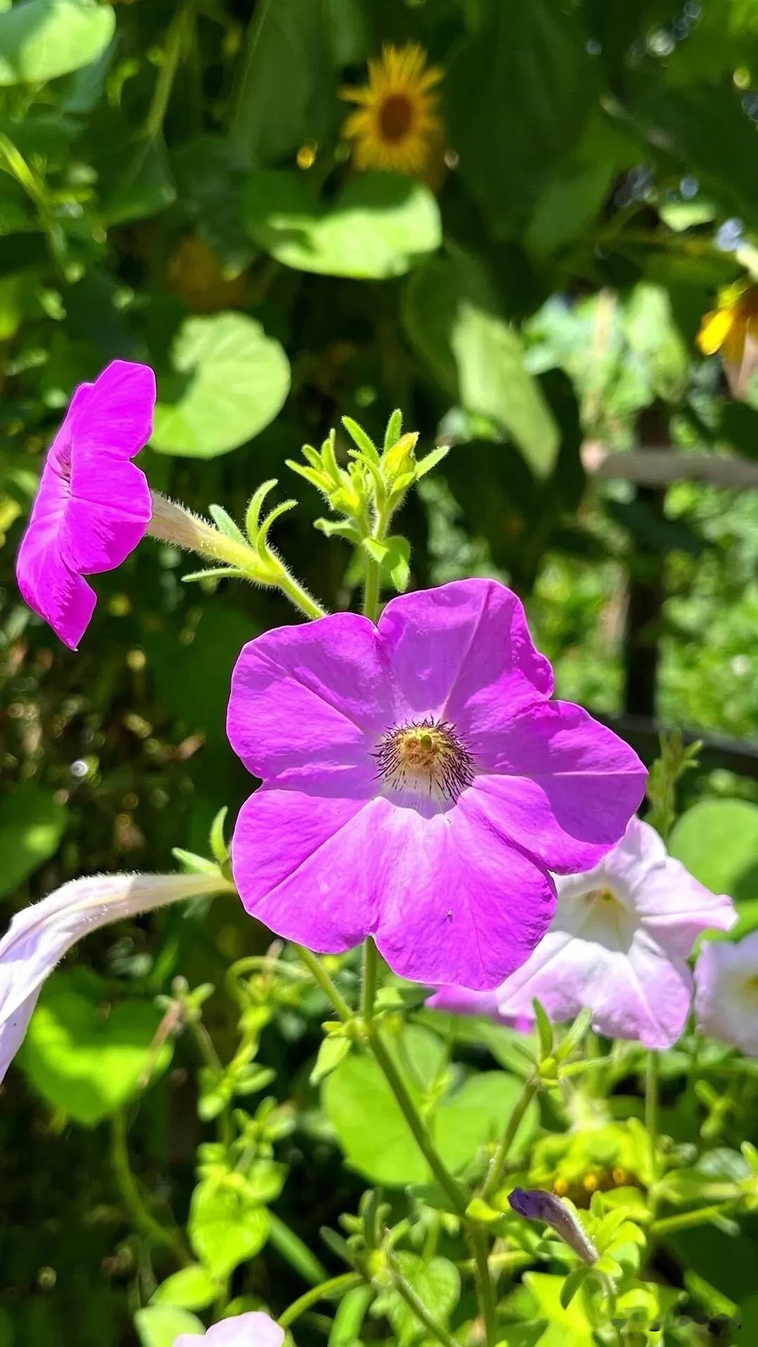 墙角不起眼的牵牛花

你发现没？头一回看见矮牵牛的人，十有八九会喊它“牵牛花”—