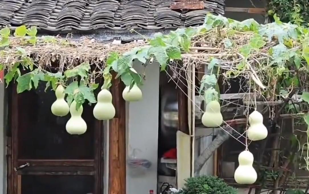 绍兴“葫芦娃”的事情就是一场无厘头的大闹剧，好在那位老爷爷头脑很清醒，他没有被网