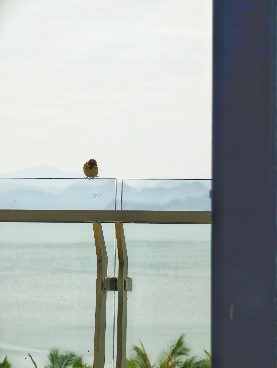 一大早被两个小家伙拜访房间太闷就把阳台窗打开这俩小家伙就进来了，叽叽喳喳的不得不