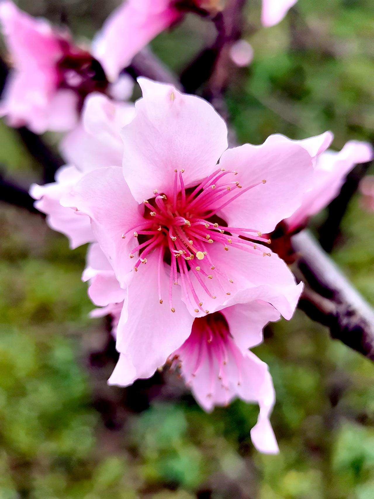 在哪桃花盛开的地方，是我美丽的家乡。