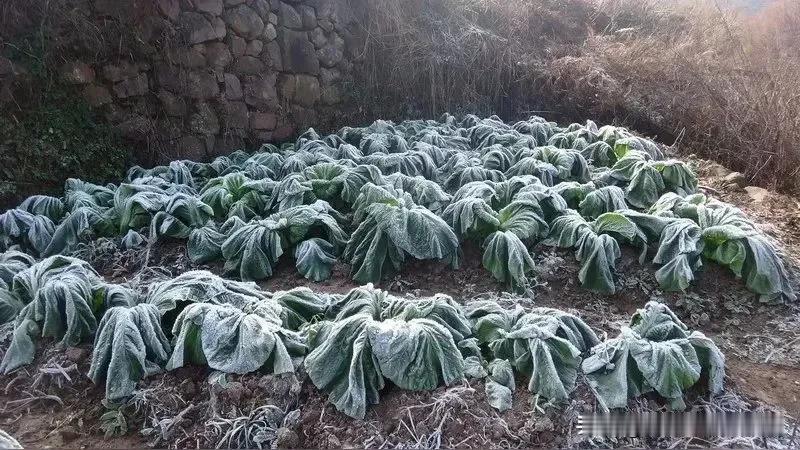 用户问的是上饶三月怎么还这么冷，菜叶上有冰霜。首先，我需要结合之前搜索到的信息来