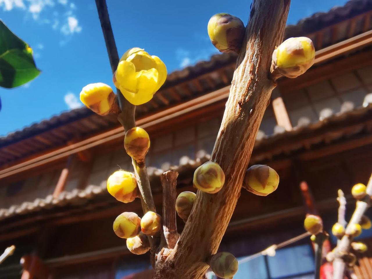 又是一年腊梅花开季，透过屏幕都能闻到香味儿！透亮的鸡油黄，真心养眼。其实腊梅非常