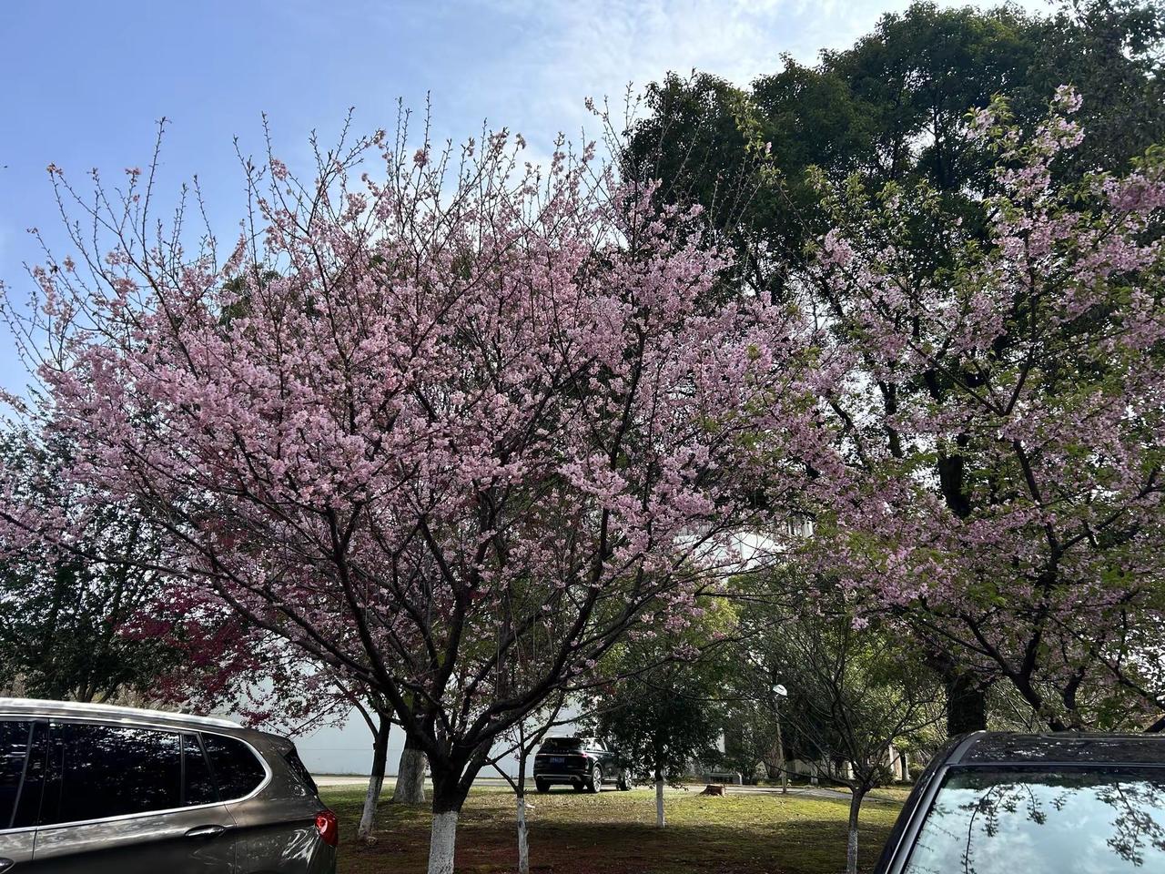 一个星期五天挂水5天周记