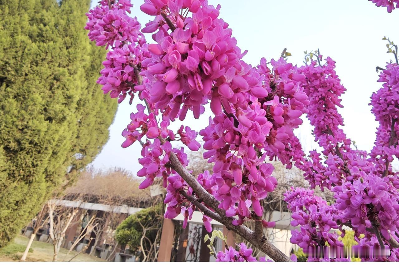 紫荆花真的是让人毫无抵抗力！就像平南安怀镇旧莫屯那一排粉紫色的紫荆花树，沿路绵延
