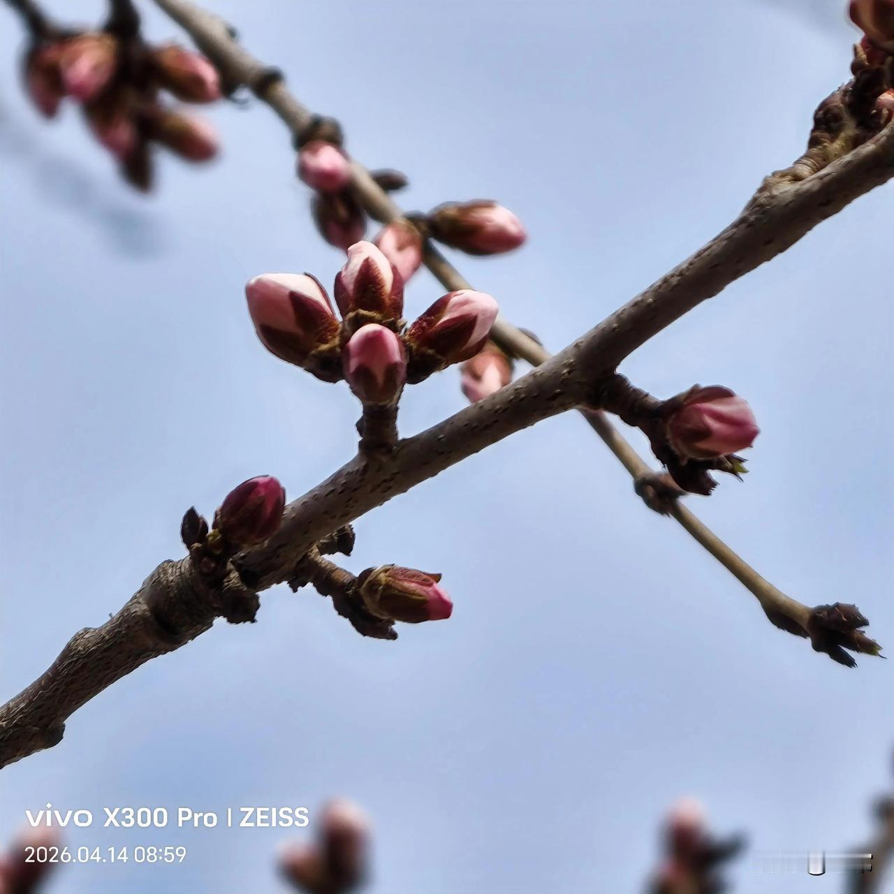 2026的春天，花骨朵一天一个样，比前两天又长大不少。愿我们的生活像这花骨朵一样