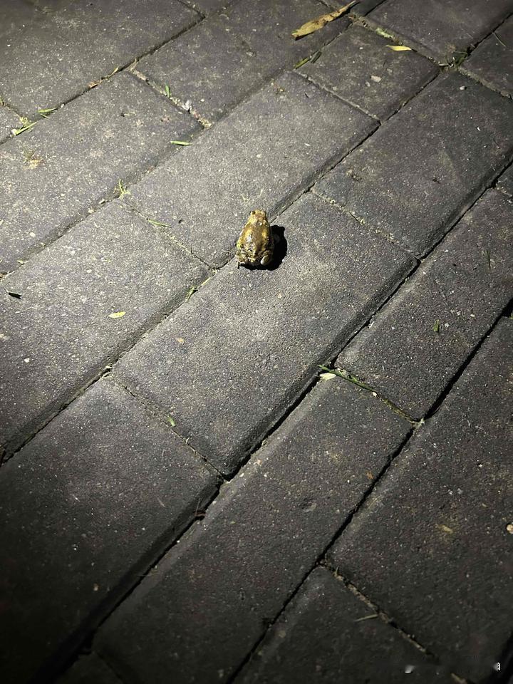 看看这只小青蛙

刚下过雨，来到公园，一片低洼地里，简直是蛙声一片，呱呱呱，就像