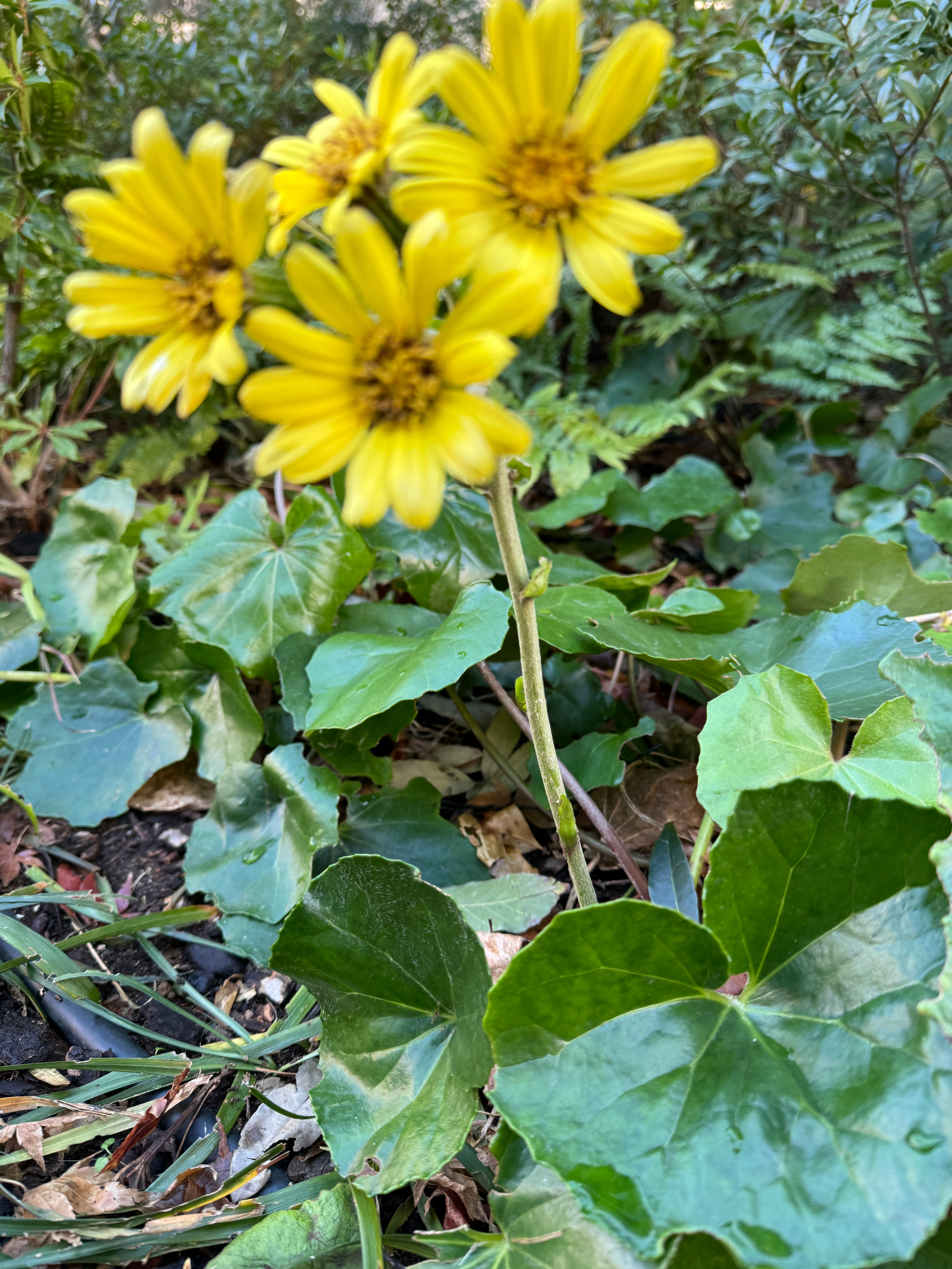 焦点不太准还是我眼花了  ​​​