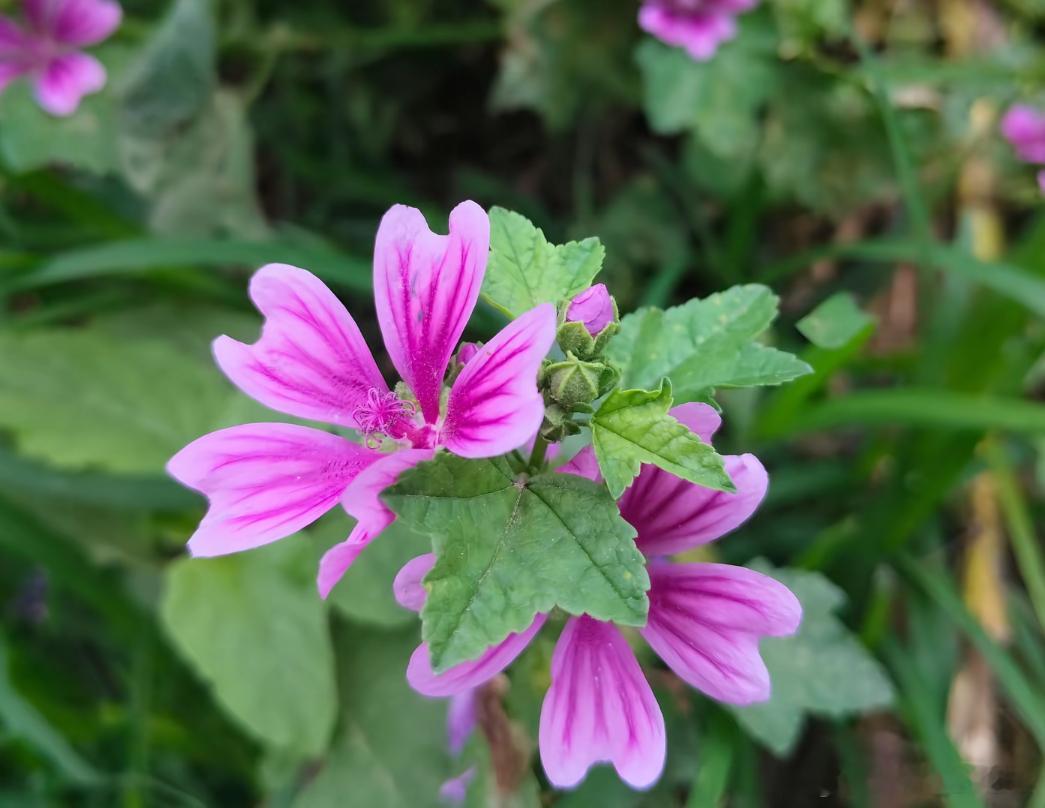 洋洋高锐’红花’·绿叶、吗◎有时……站在一株花前久久不愿离去红花绿叶……到底哪个