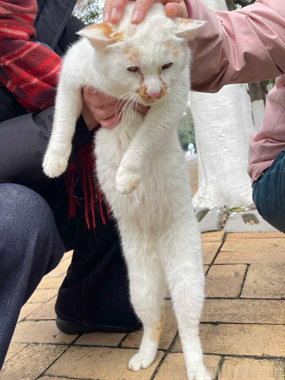 49699【丑猫】直立猿 