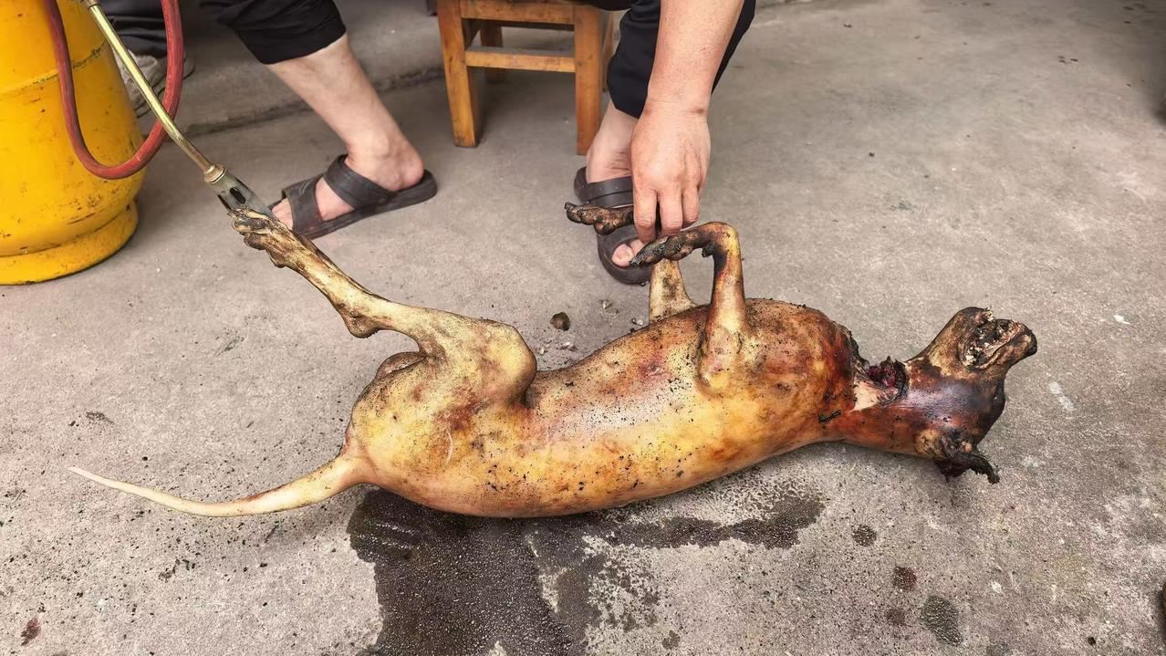 长知识
先讲重点：夏天吃狗肉，传统上主要是温补阳气、祛寒湿、补体力；但性温易上火