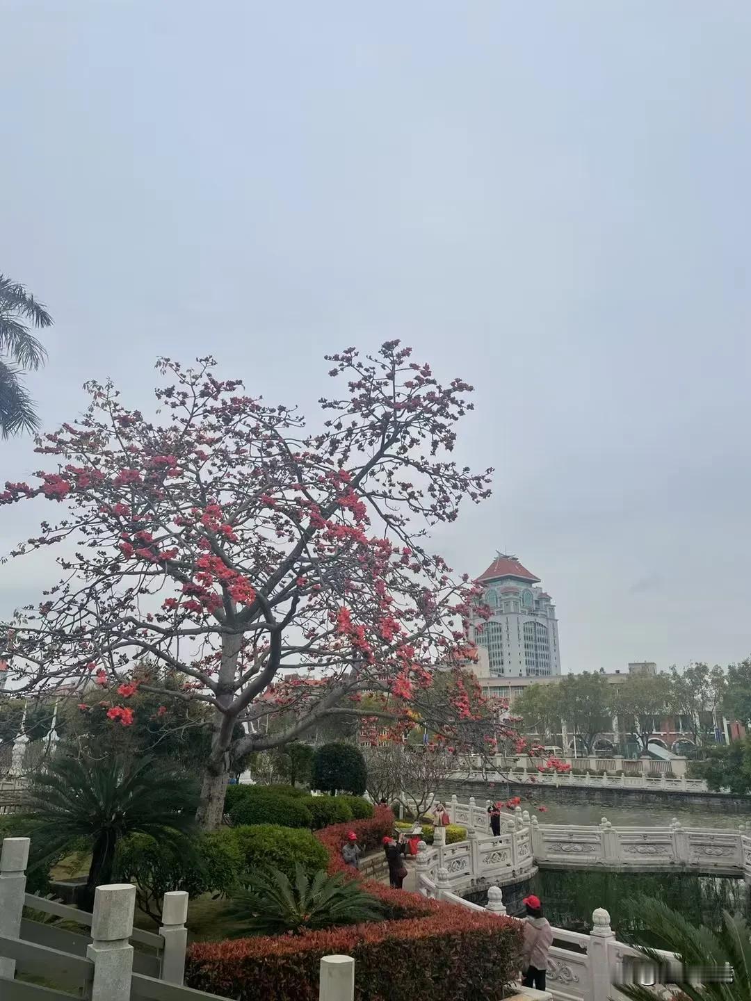 分享一张你手机里的树