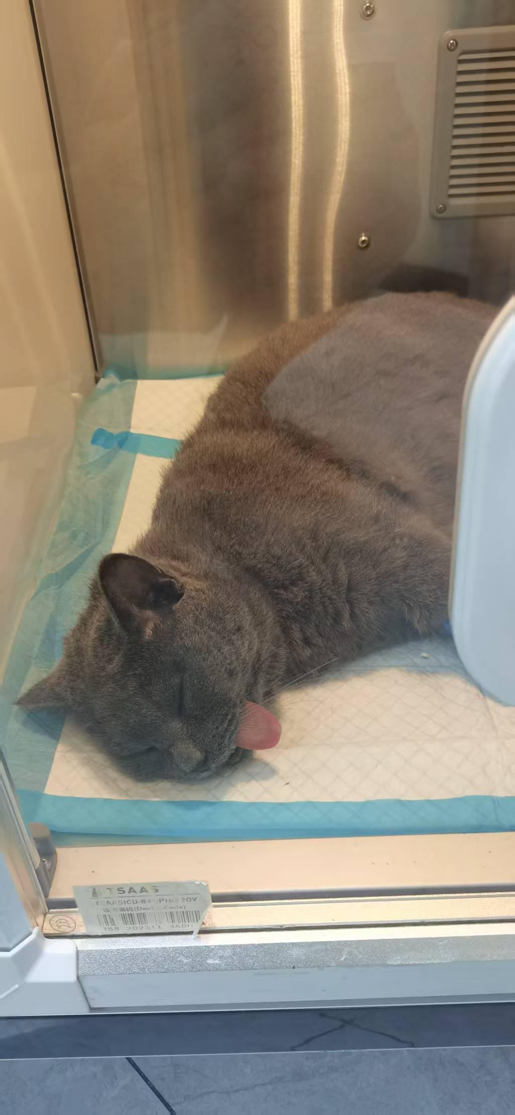 猫咪尿闭，花了三四千块，总算治好了。

我把发现猫咪尿闭，到治疗恢复的整个过程说