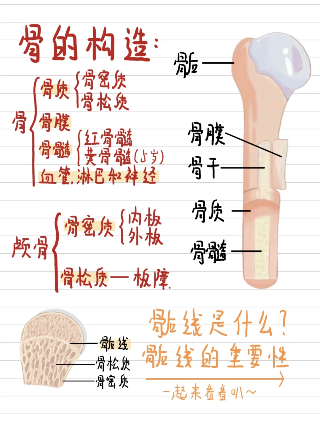 医学生笔记-儿童关键期长高