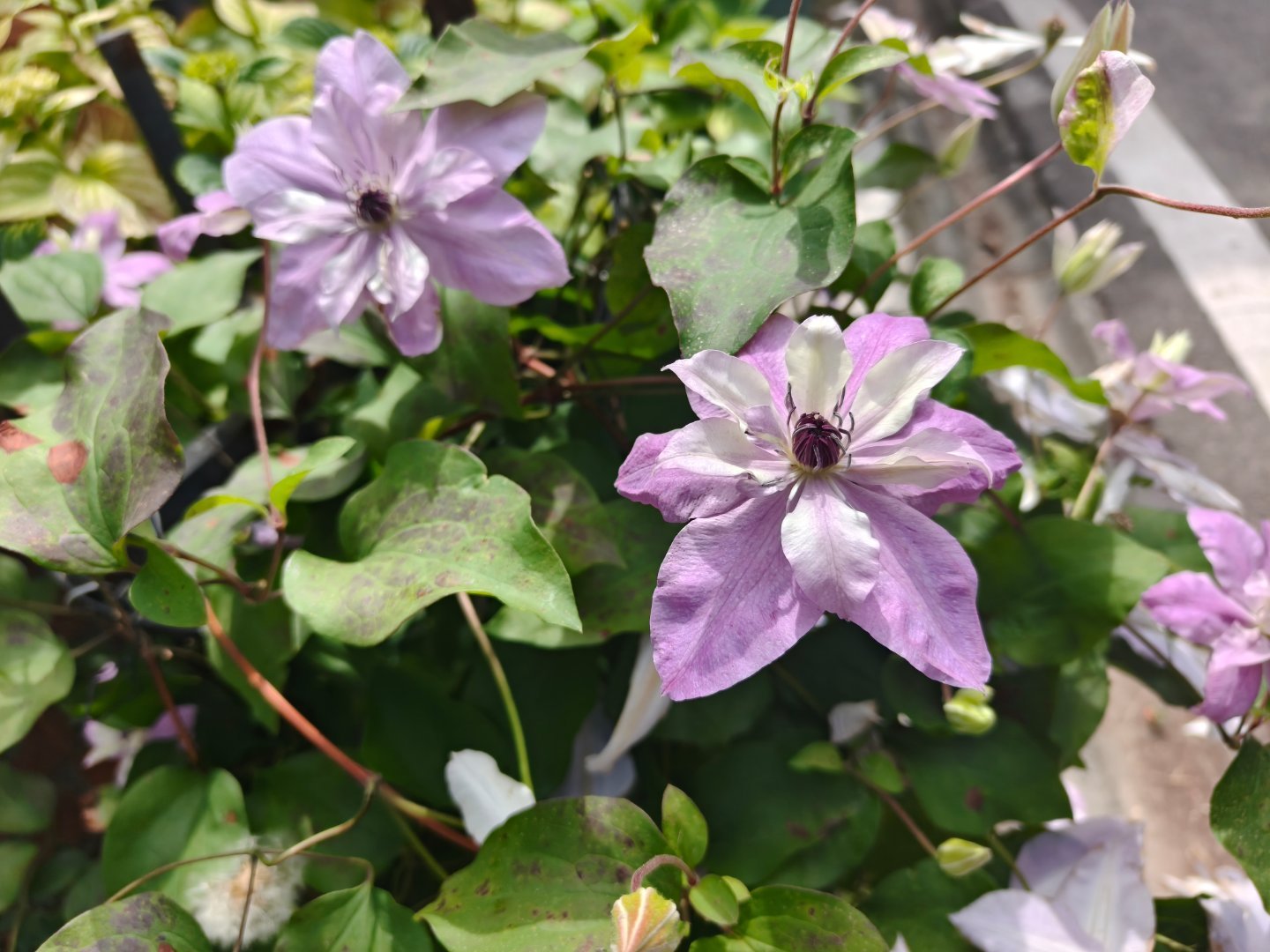 很好看的花，不知道叫什么名字 