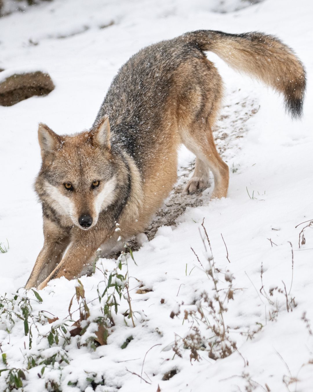 狐狸脸  犬科动物   红狼  ——所属：Endangered Wolf Cen