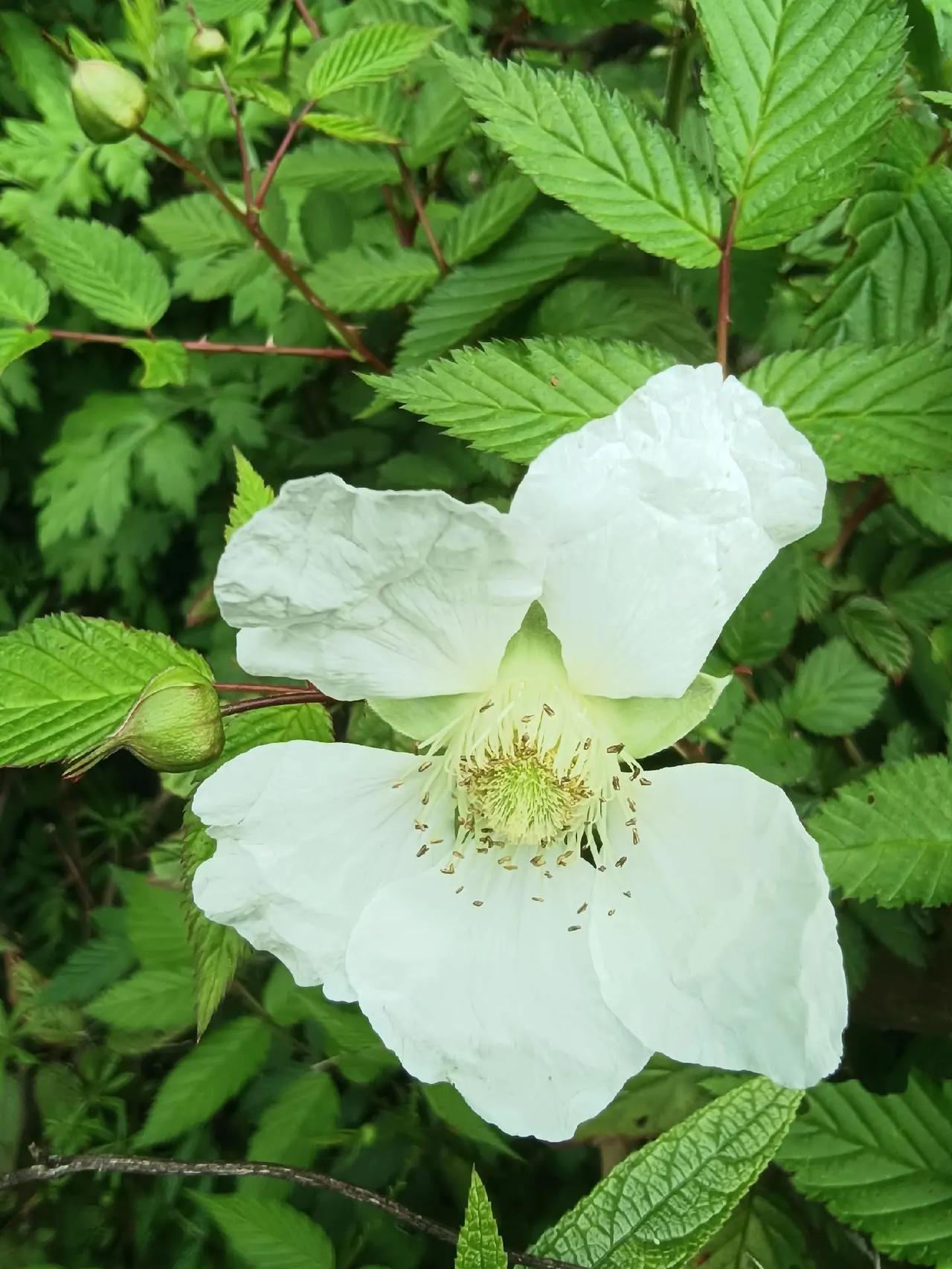 春色在大自然的每一个角落里……用镜头捕捉春天 三月，细雨蒙蒙，田野山间甚至城市的