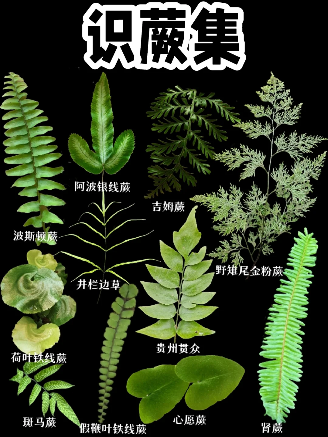 【识蕨】蕨蕨子来啦～