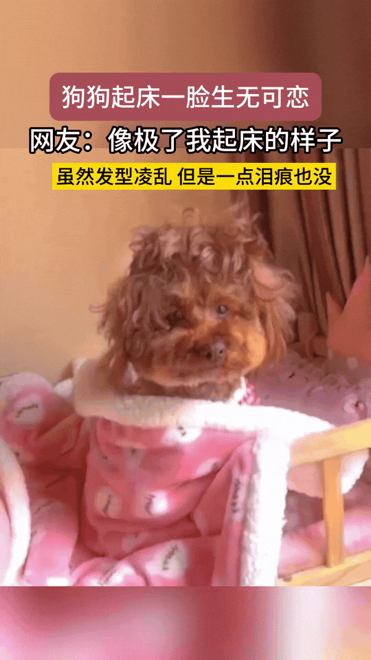 笑不活了！浙江，主人睡醒以后看见旁边还在睡得狗子后，一时兴起想逗它玩玩。就直接把