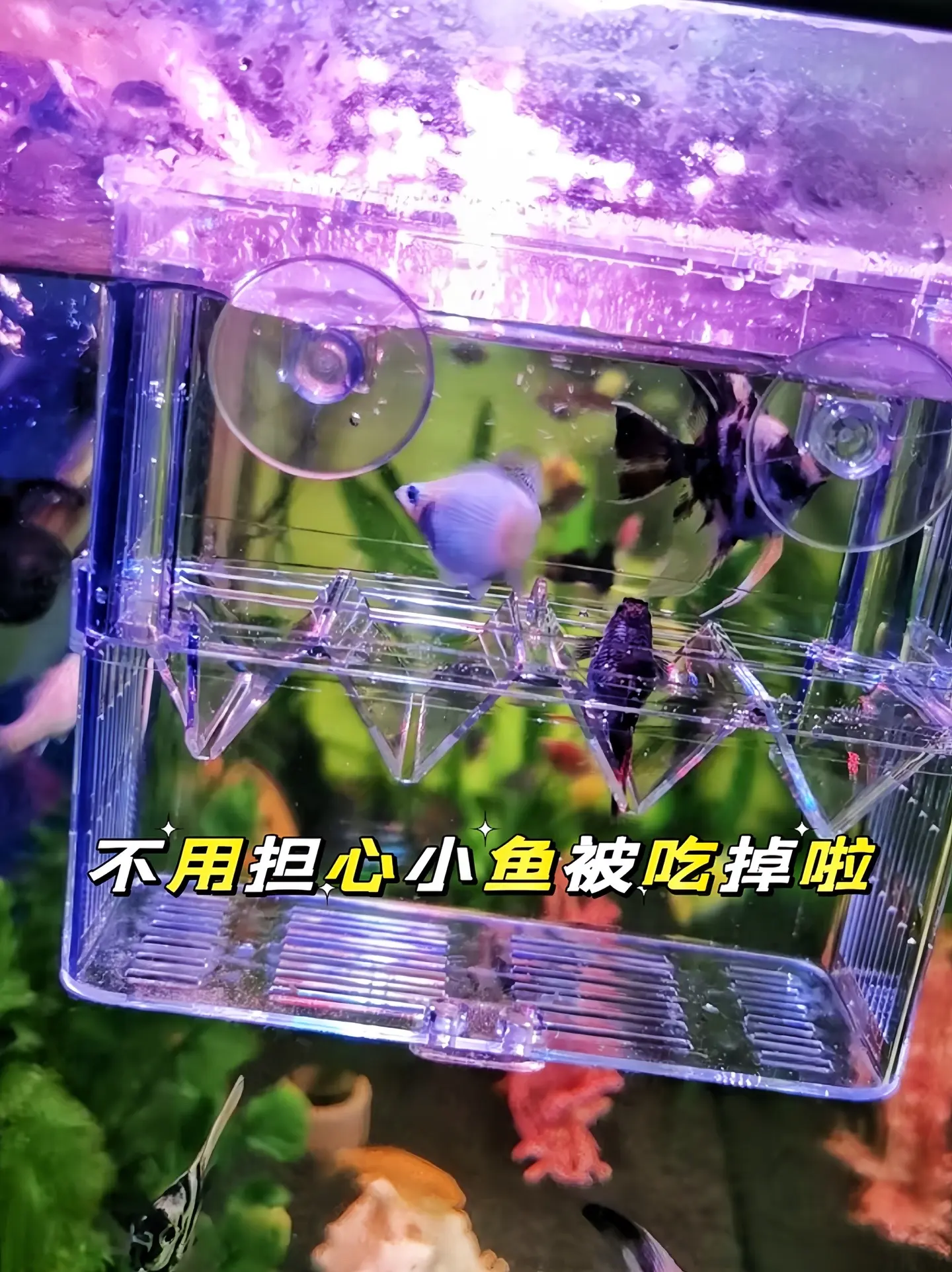 我靠，快来看，孔雀鱼又生了，幸亏前两天隔离起来了，要不然又要被吃没了。...