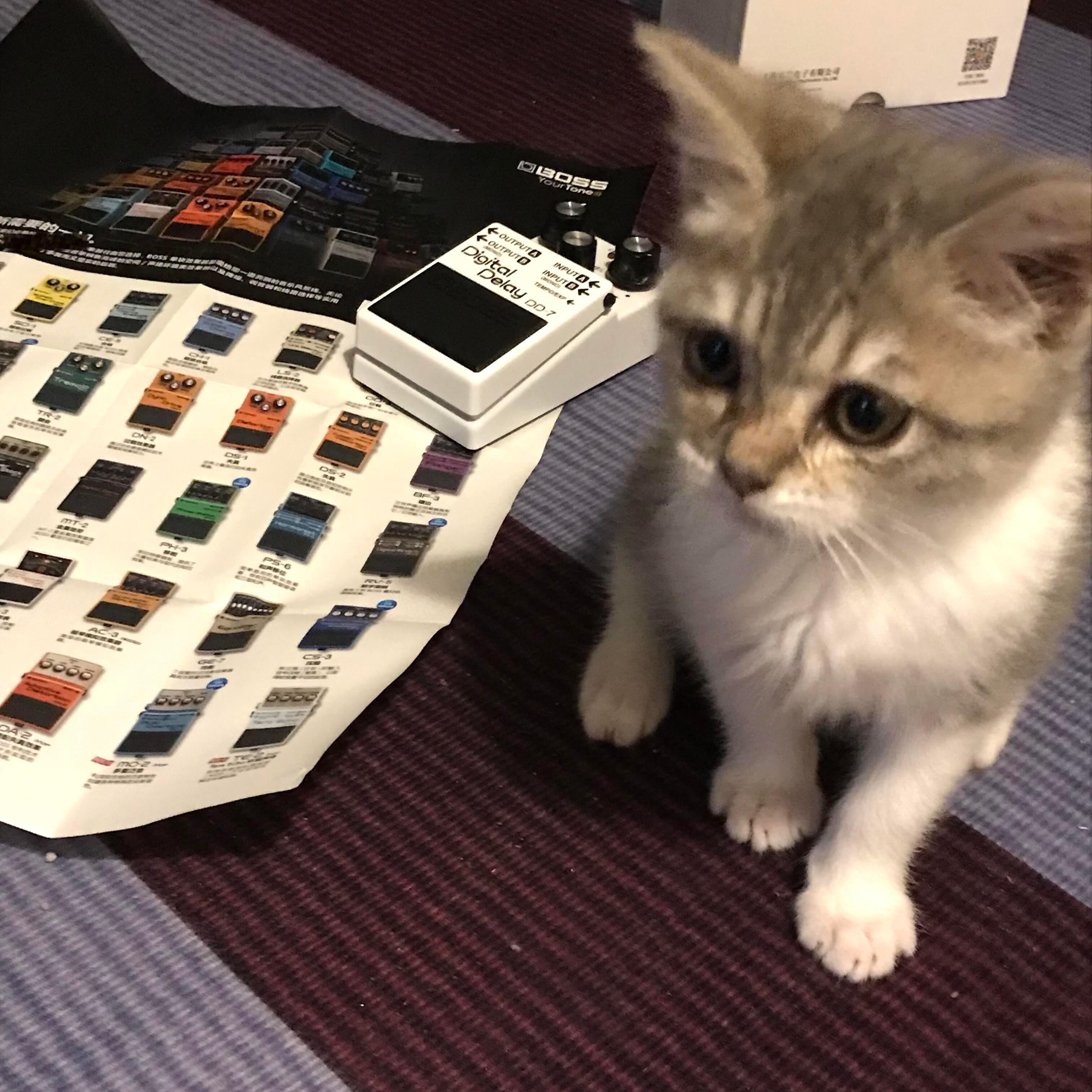cat*18 