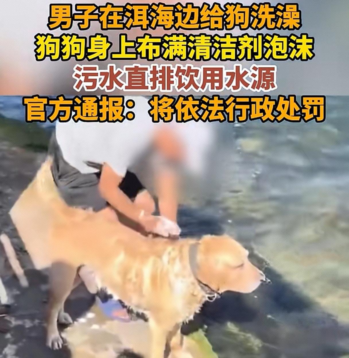 近日云南，男子在洱海边给狗洗澡，狗狗身上布满清洁剂泡沫，污水直排饮用水源。

5