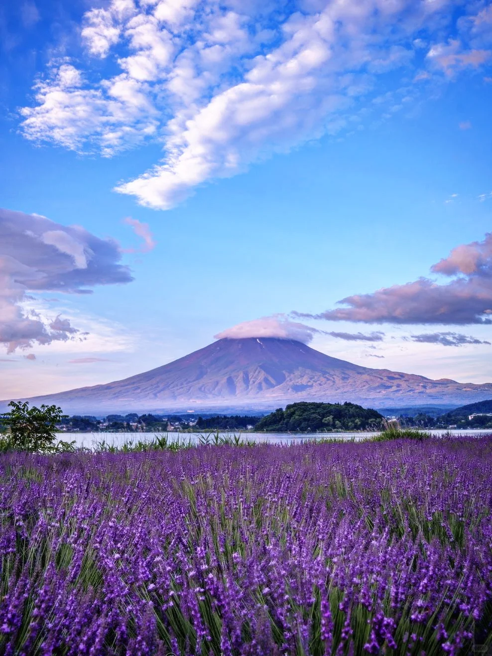 富士山一日游2大免1小❗️提前一天可定✅