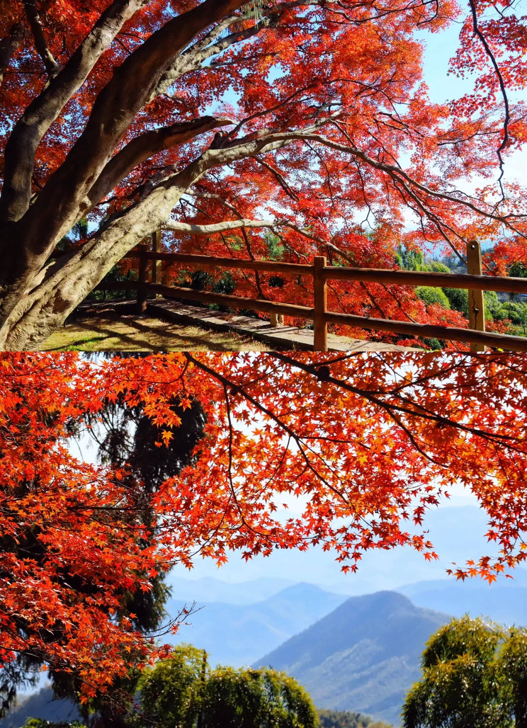 （莫干山旅游通知）枫叶全红！收下这份攻略！