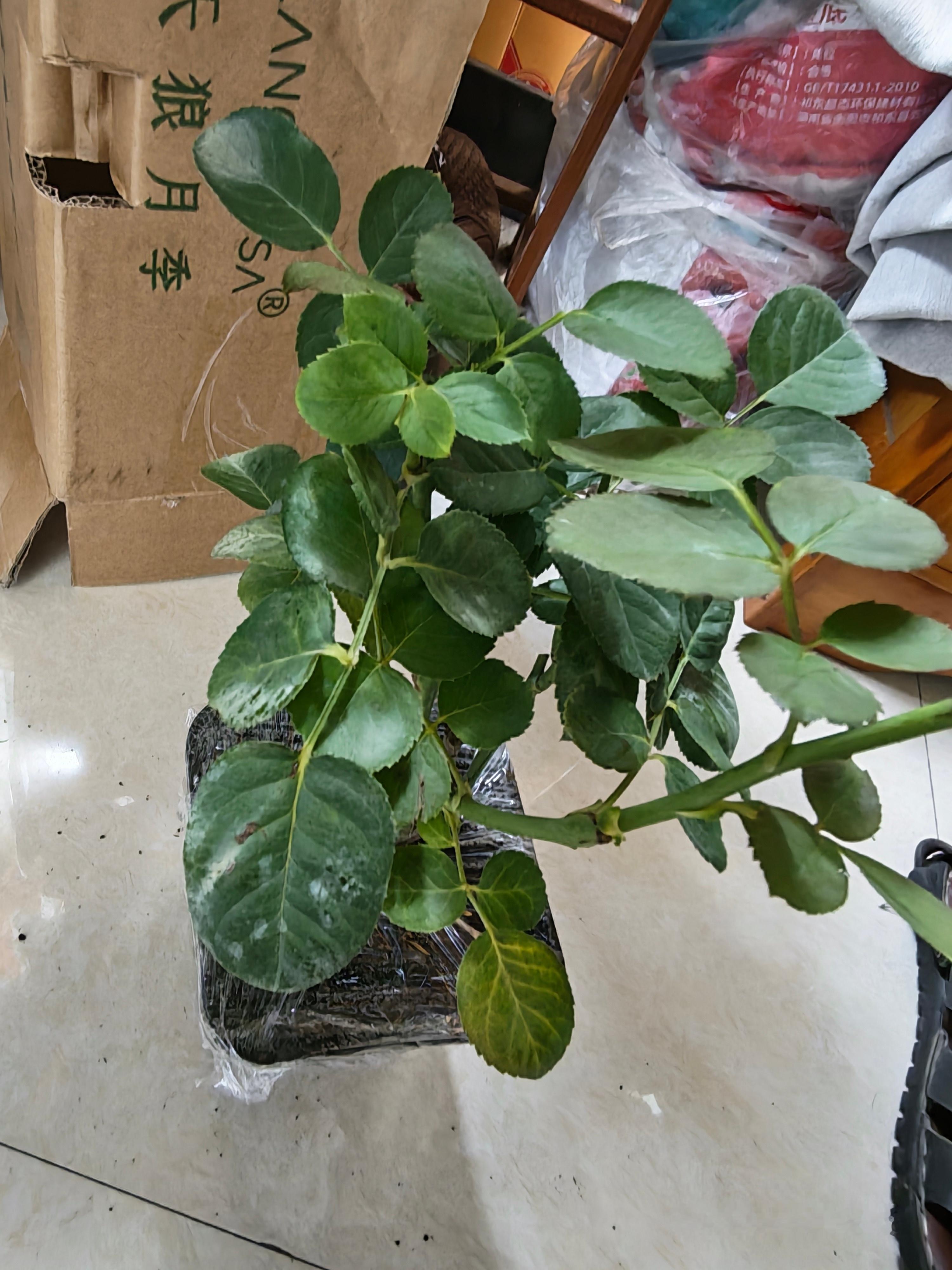 东野圭吾 最年轻的是今天惊闻东野圭吾离世，心中满是怅然。还记得他曾经说过：往后漫