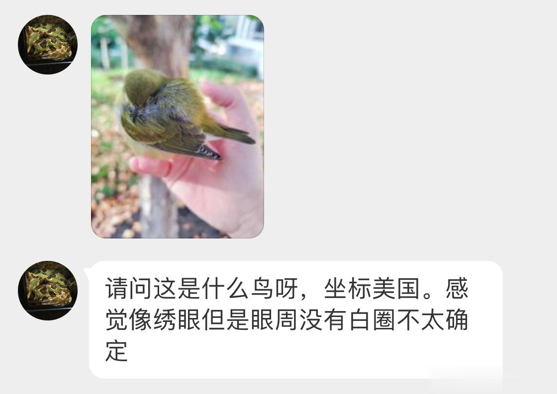 #鸟粉投稿# 坐标：美国🇺🇸路边捡到一只撞玻璃的【灰冠虫森莺】头晕乎乎的，给