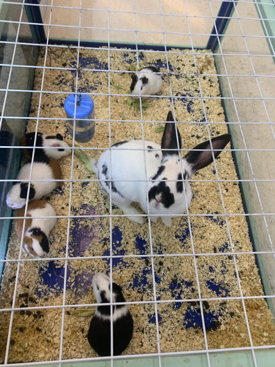 小白兔🐰