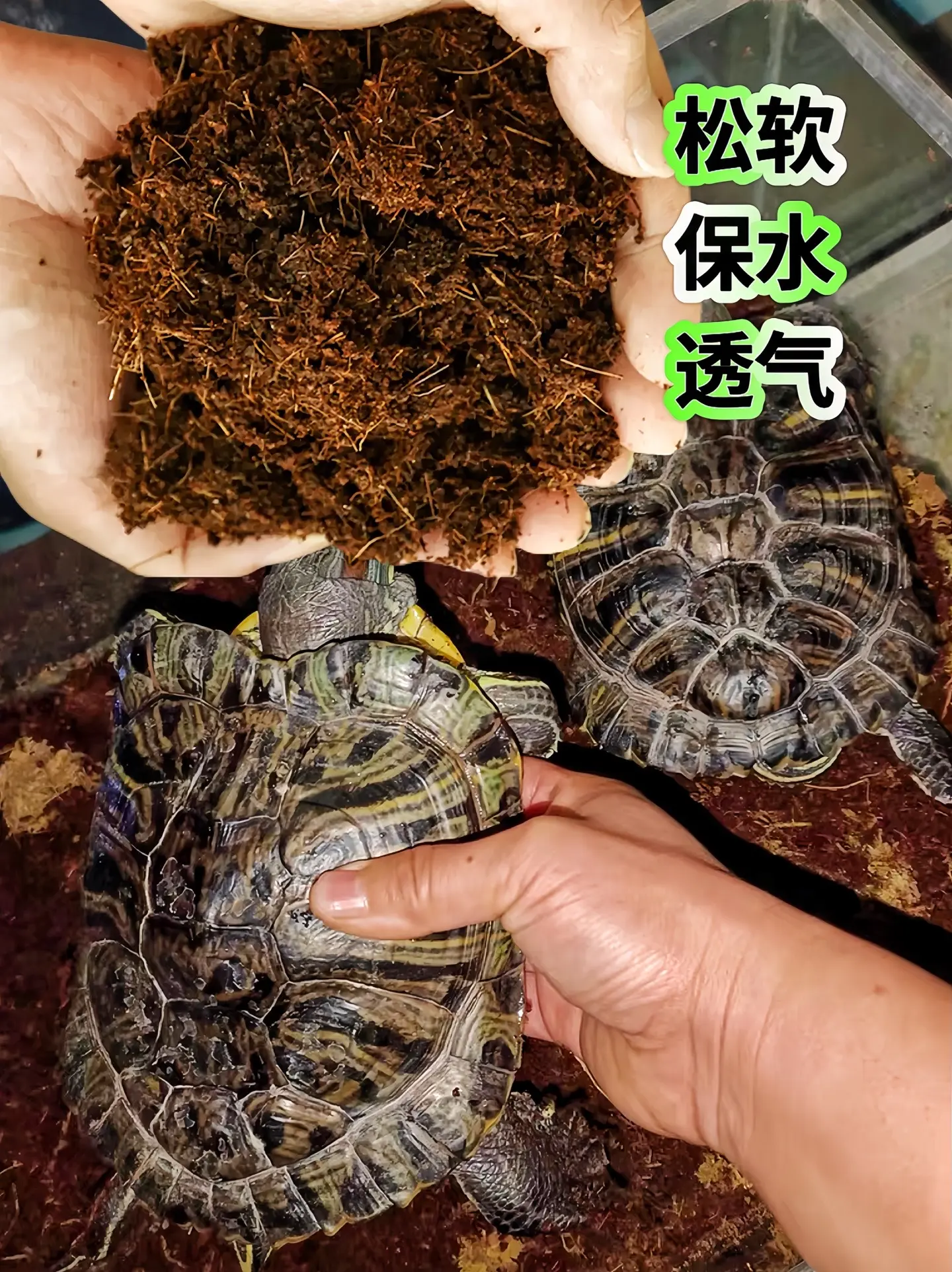 当寒冷的冬天来临，乌龟开启冬眠模式，而椰士无疑是它们冬眠的绝佳伴侣