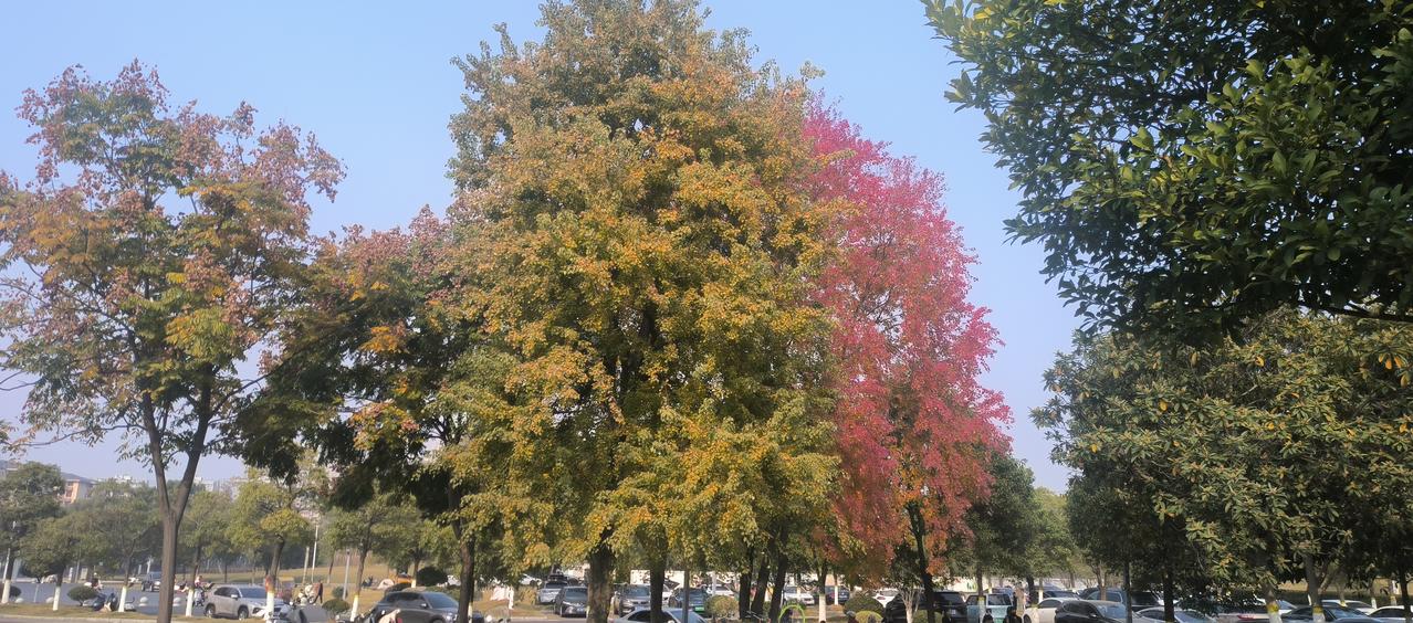 今日大雪节气，天气晴朗温㫬，冬日如金洒在身上，带来几丝温暖。在袁河公园，人们利用