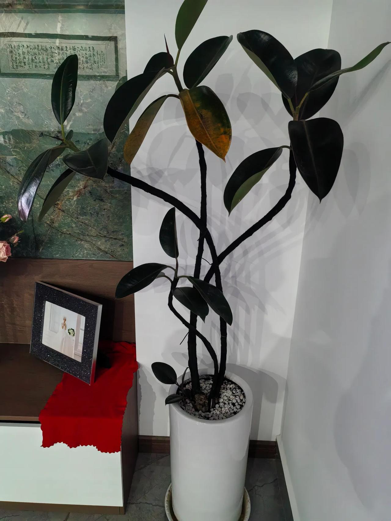 请问友友，我这一盆橡皮树长的又细又高，应该怎样养护呢！请指教一下为感。
