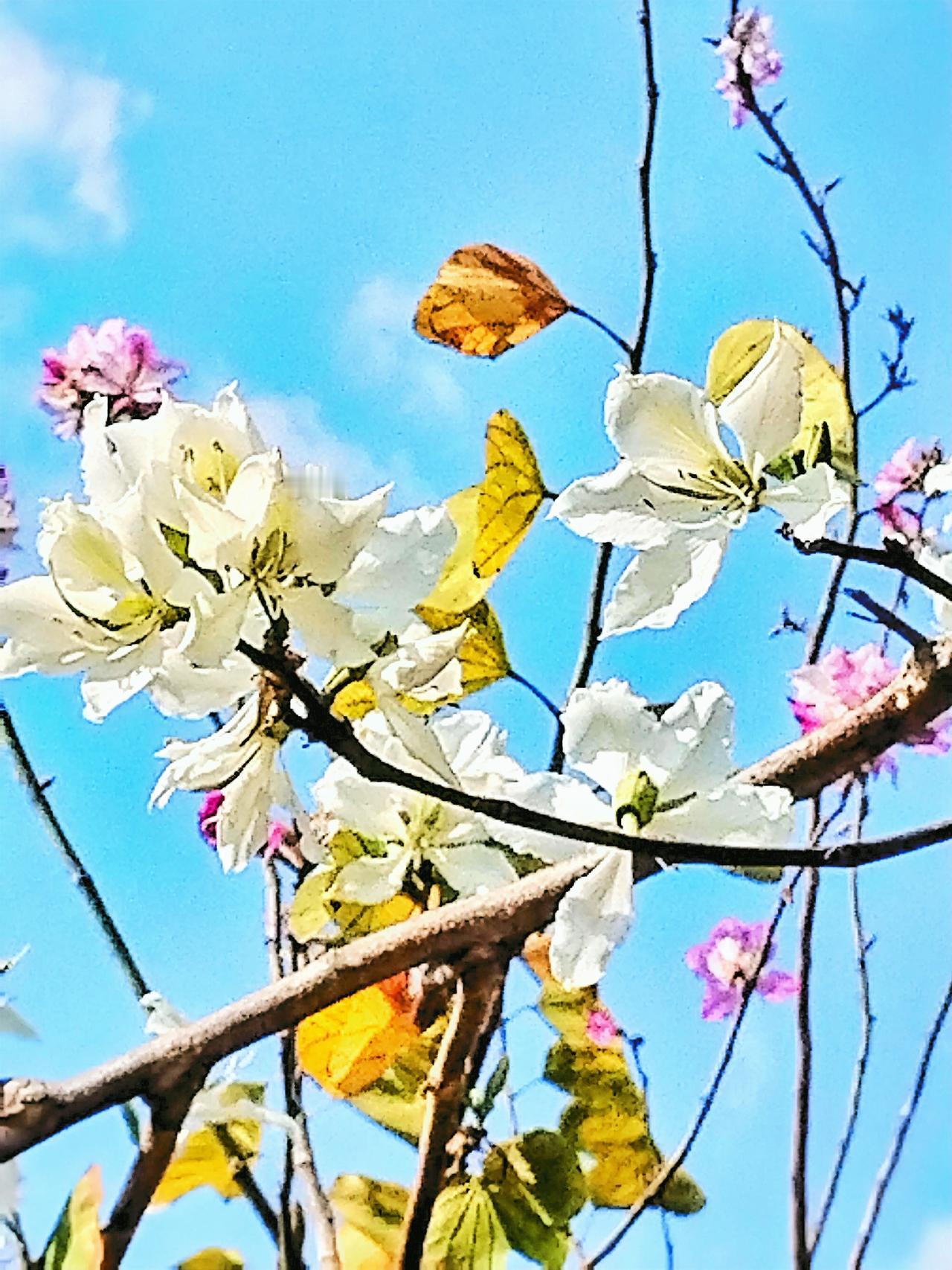 花开花落，春去春来。在这岁月流转间，手机里留存的花花草草，宛如时光的书签，记录着