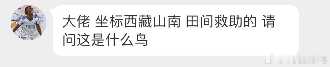 #鸟粉投稿# 看着就很刑的【大鵟kuáng】谢谢好心人和警察叔叔救它 ​​​