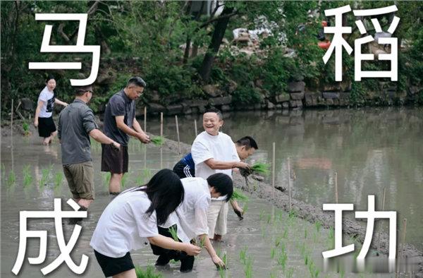 【马云携阿里高管下田插秧 全员挽裤光脚劳作 田间笑容灿烂】马云携阿里高管集体下田