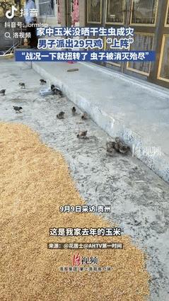 这才是“鸡动人心”！贵州一村民家玉米地突发虫灾，密密麻麻的虫子竟直接往家门口爬，