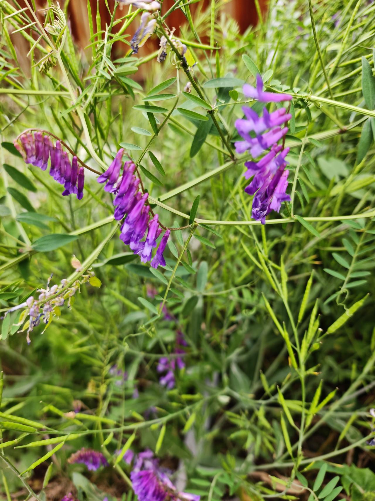 sepium L.）是豆科、野豌豆属多年生草本植物。根茎匍匐，茎柔细斜升或攀援，