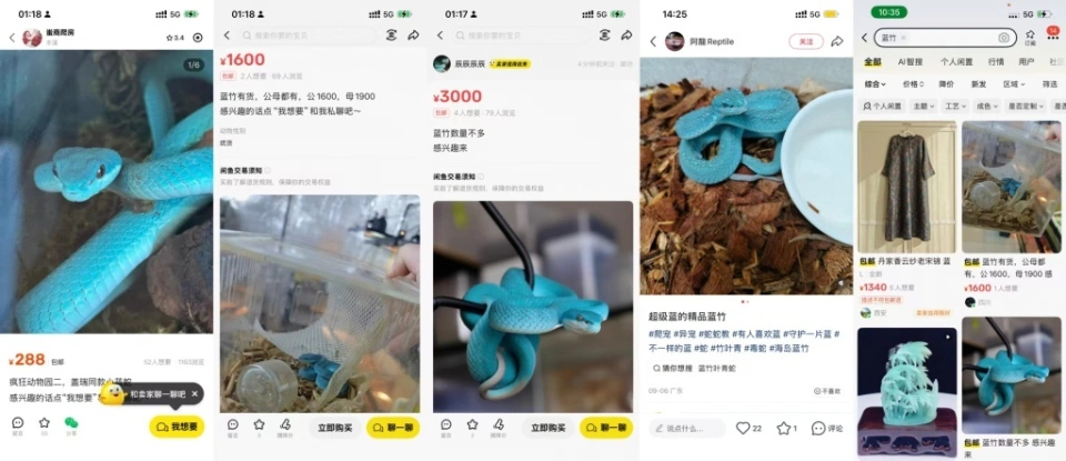 【疯狂动物城2引发海岛竹叶青热卖，律师称寄售有毒活体或违法】多平台回应有商家售卖