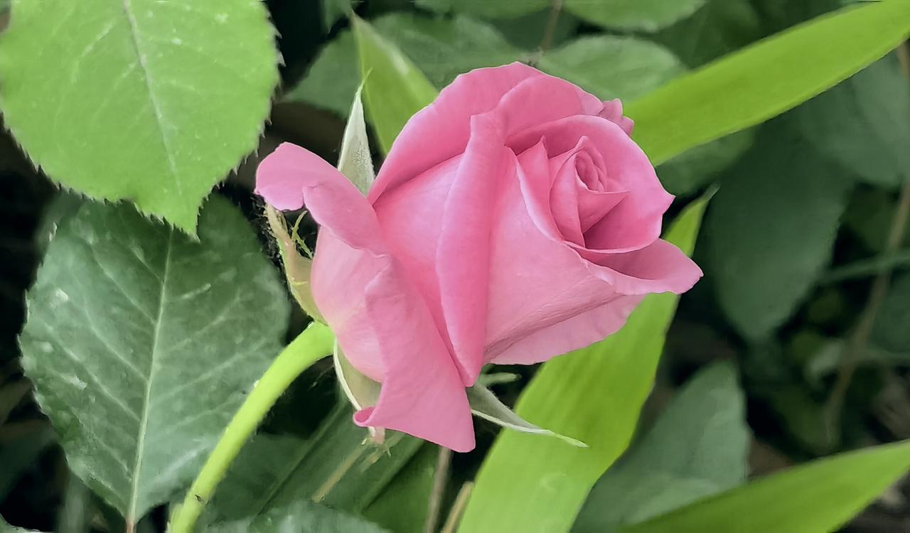 粉嫩玫瑰绽放，绿叶衬托，自然之美！🌹🌿