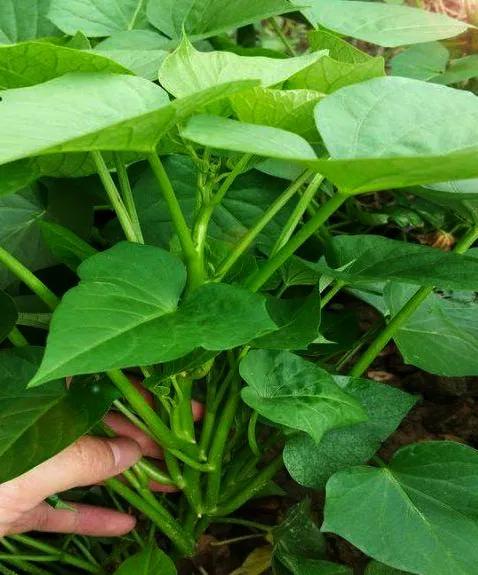 红薯，原产于美洲，于明朝时传入中国。潮汕地区叫番薯，凡外国皆称番邦异国，这种薯由