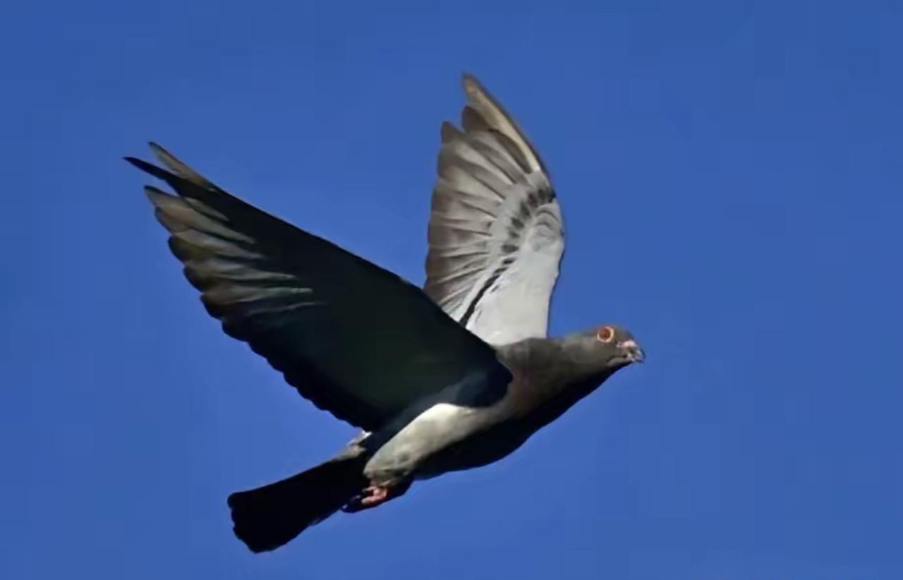 1970罗布泊核试验，50只军鸽仅归45只！失踪的5只，创下世界军鸽纪录

19