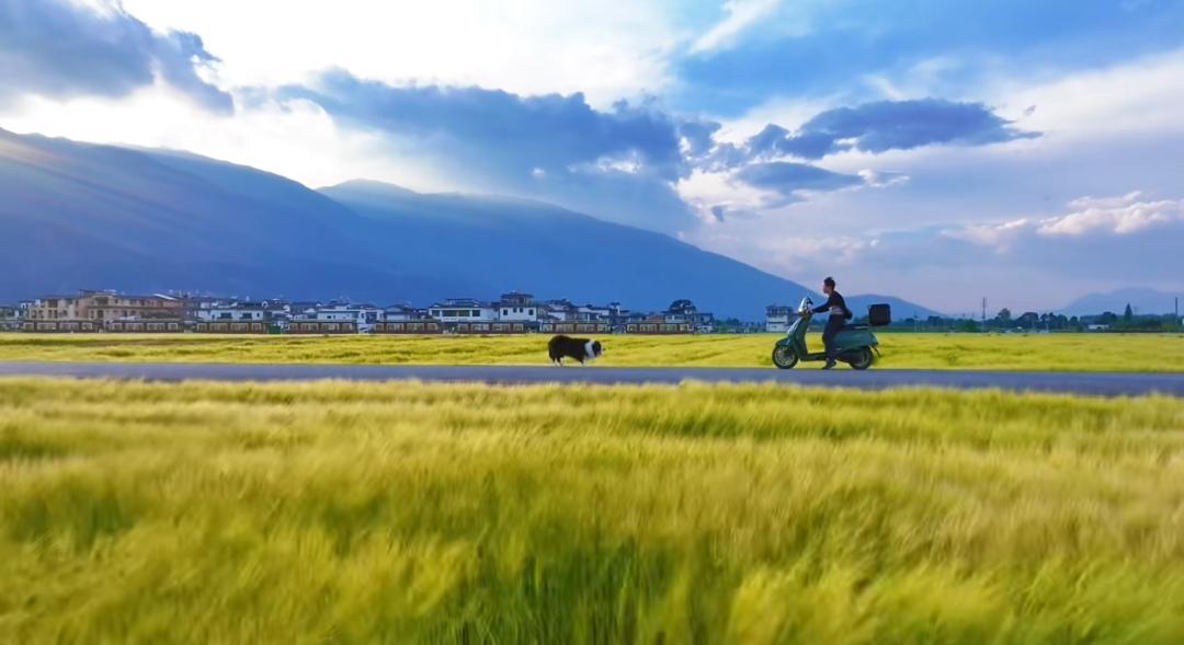 喜洲的风，麦田的浪小摩托载着自由，小狗追着光跑。