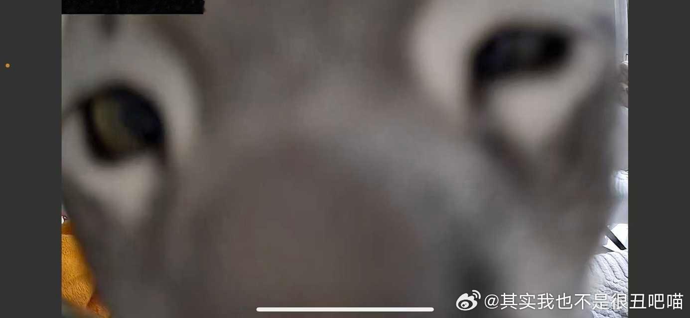 49432【丑猫】百年之内没人认得出这是猫这不是驴嘛（ 