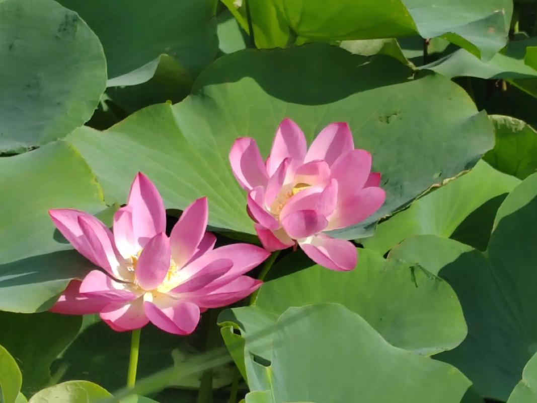 我认为喜欢
夏日炎炎，好运连连！