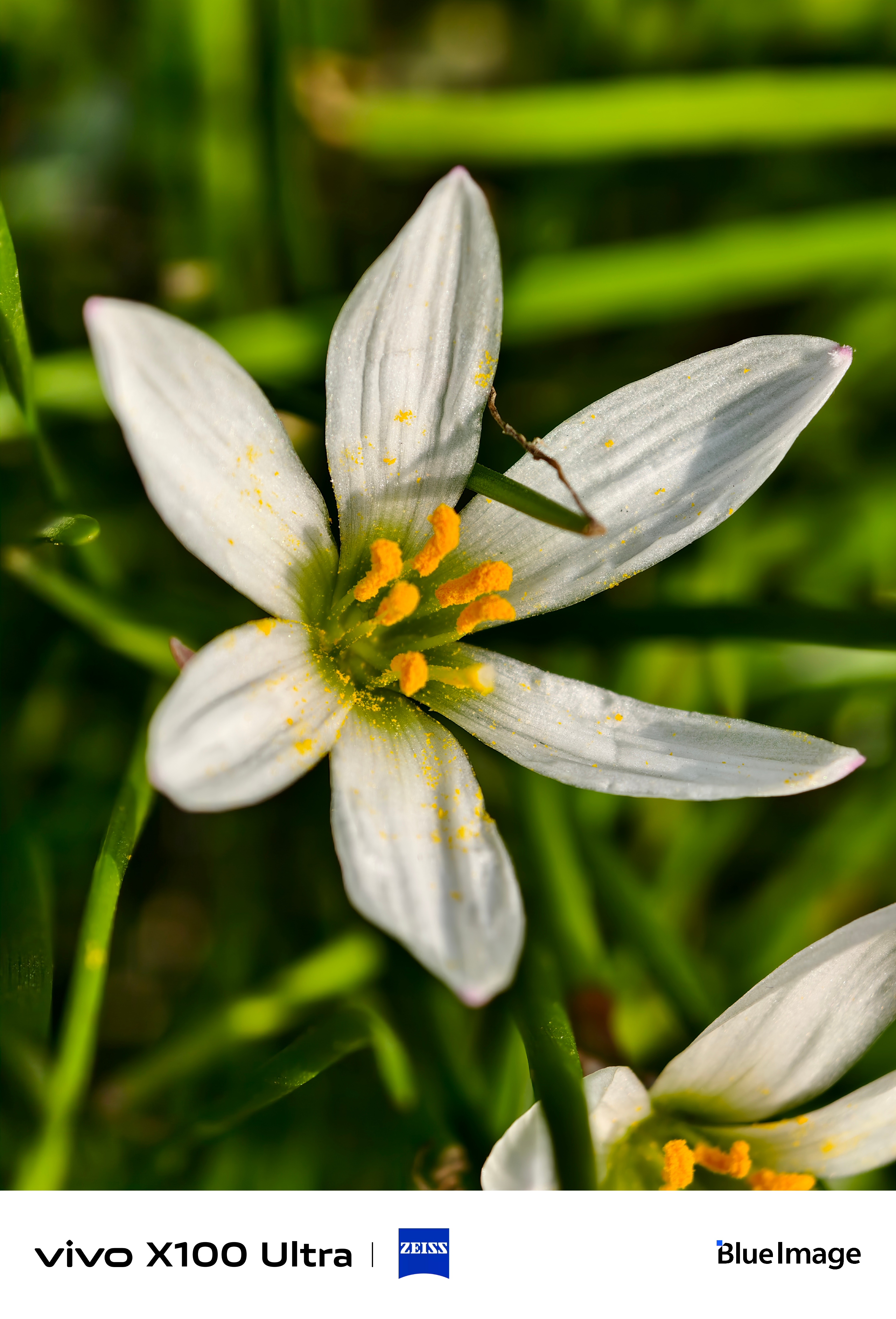 路边发现了一丛花，还挺好看的，随手拍了几张。感觉我的灭霸X100 Ultra已经