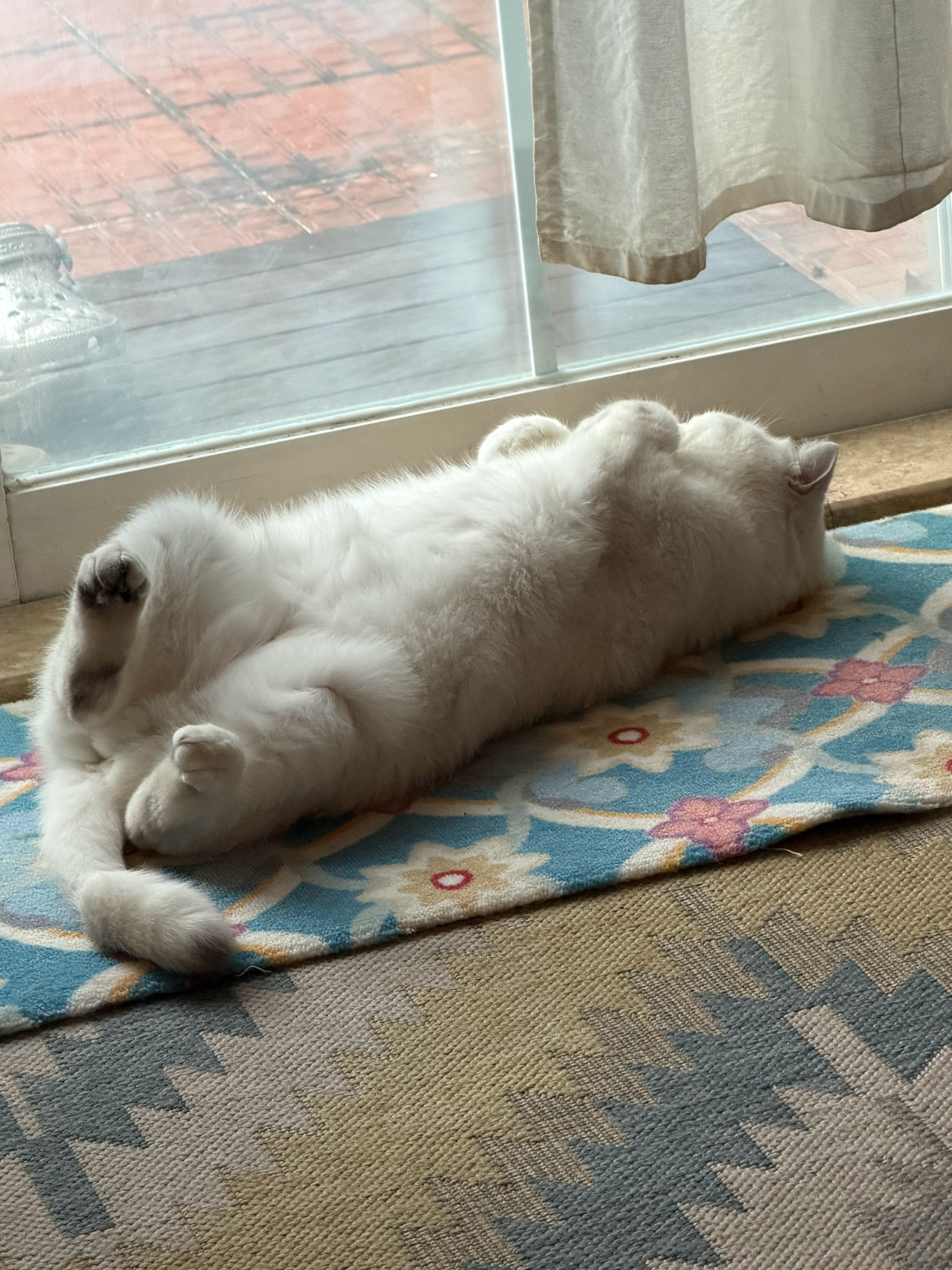 𝟢𝟩.𝟤𝟥早！最近好像胖了～吞之猫