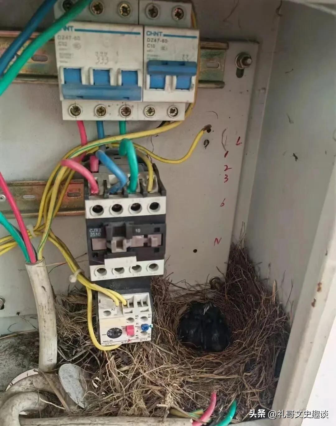 这鸟真会找地方，在我家的配电箱里搭了个窝，一天家里断电，我打开配电箱一看，里面竟
