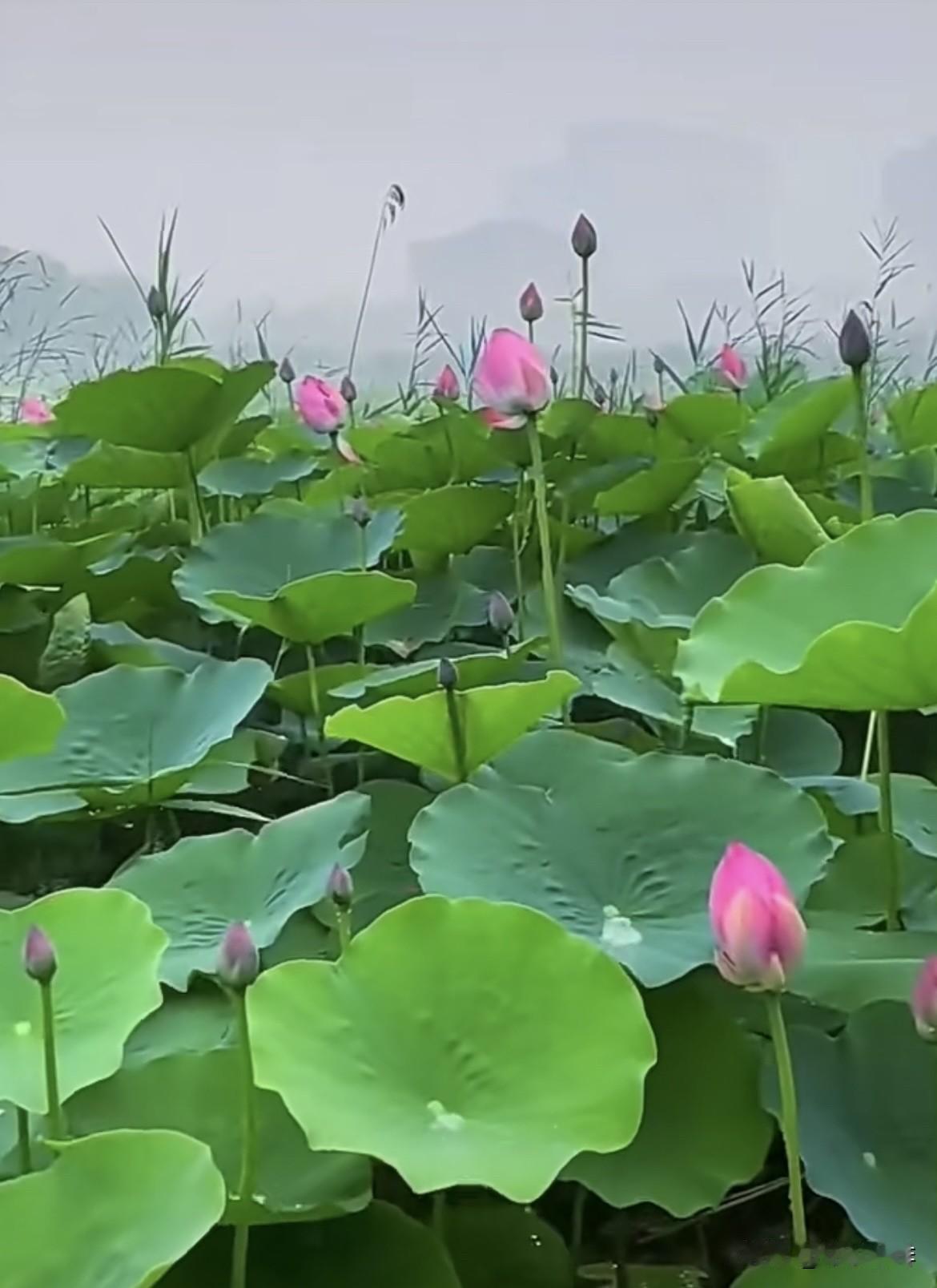 上联：雨打荷塘千把伞，
   下联：风吹莲池万朵花。
             
