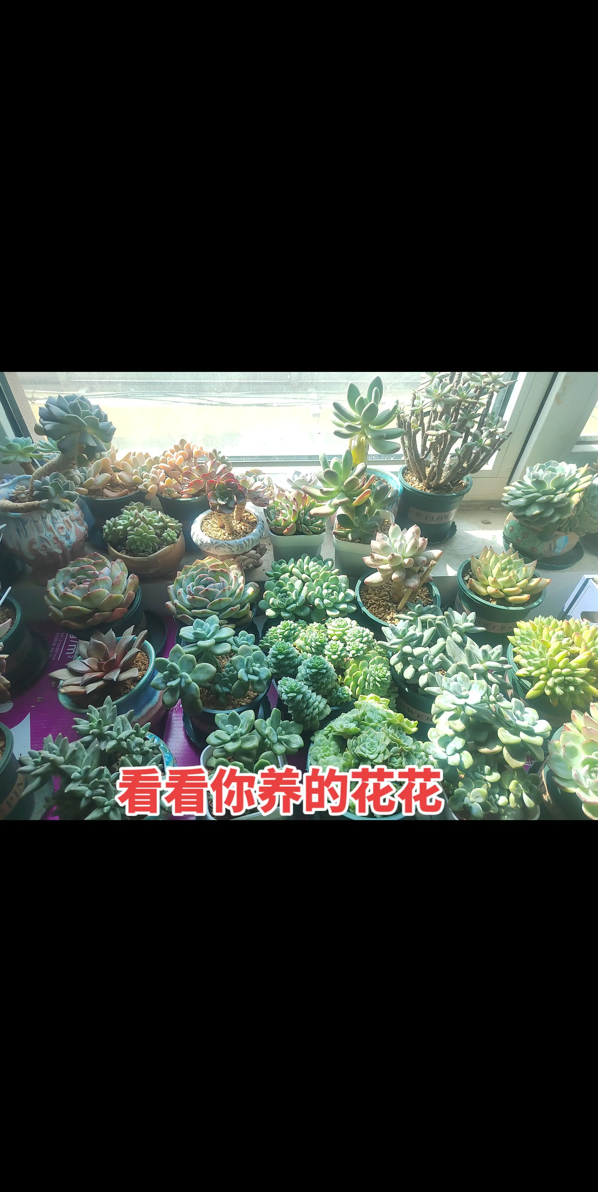  不相信你手机里面有花花照片